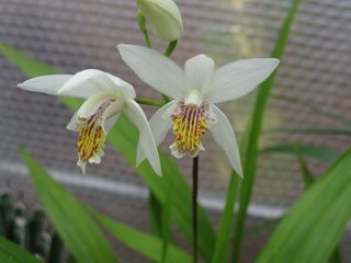 Bletilla striata var alba.JPG