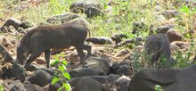Bushpigs, Lake Manyara.jpg