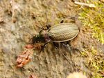 Carabus cancellatus Luc Viatour.JPG