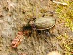 Carabus cancellatus Luc Viatour.JPG