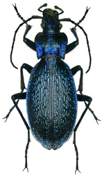 Carabus intricatus 6 (US).jpg