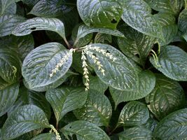 Chloranthus oldhami 20070226-1527-40.jpg