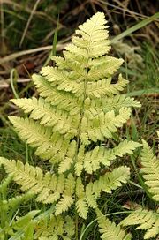 Dryopteris.carthusiana.jpg