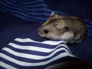 Dwarf campbell hamster male 2012.jpg
