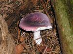 Jodoform-Täubling (Russula turci).jpg