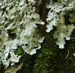 Lobaria amplissima 040710a.jpg