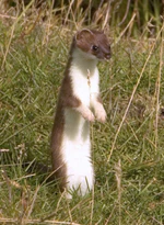 Mustela erminea upright.jpg