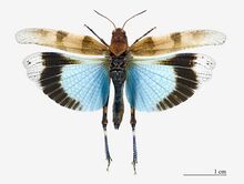 Oedipoda caerulescens MHNT.jpg