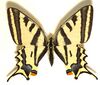 Papilio.alexanor.mounted.jpg