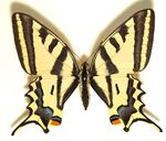 Papilio.alexanor.mounted.jpg