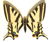 Papilio.alexanor.mounted.jpg