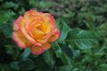 Rosa Bonanza Wettsteinpark.jpg