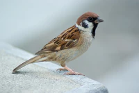 Tree Sparrow August 2007 Osaka Japan.jpg