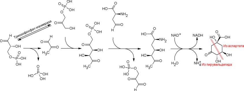Путь биосинтеза дегидрохинната у большинства архей