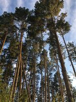 Сосновый бор, д.Венеция.jpg