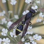 2019 07 29 Discoelius zonalis.jpg