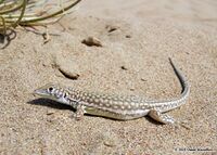 Acanthodactylus schmidti.jpeg