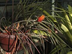 Acanthostachys strobilacea (TS) 1-00843.jpg