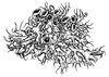 Anaptychia ciliaris joonis.jpg