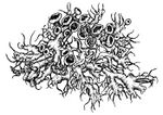 Anaptychia ciliaris joonis.jpg
