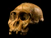 Australopithecus sediba.JPG