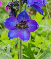 Bloem Ridderspoor (Delphinium). Locatie, Tuinreservaat Jonker vallei.jpg