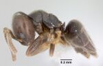 Bothriomyrmex paradoxus jtlc000003512 profile 1.jpg