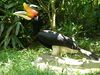 Buceros rhinoceros -Nashville Zoo-8.jpg
