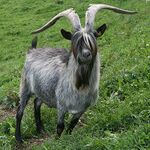 Capra Grigia Bock.jpg