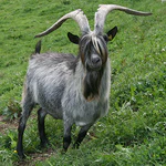 Capra Grigia Bock.jpg