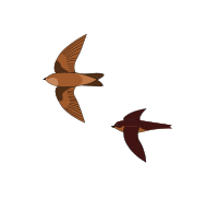 CollocaliaUnicolor.svg
