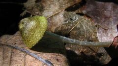 Entoloma flavoviride 85787.jpg