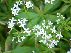 Galium odoratum0.jpg