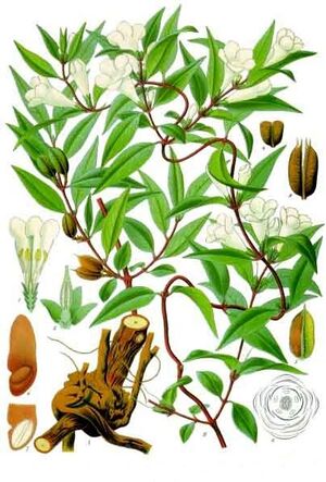Gelsemium sempervirens - Köhler–s Medizinal-Pflanzen-065.jpg