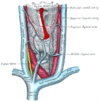 Gray — musculus levator glandulae thyroideae.png