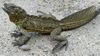 Hydrosaurus amboinensis, male, Air besar (Passo), Ambon 2.jpg
