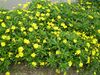 Jacobaea vulgaris 0.6 R.jpg