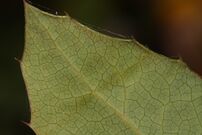 Mahonia aquifolium 2774.JPG
