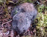 Metsäsopuli (cropped).jpg