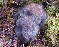 Metsäsopuli (cropped).jpg