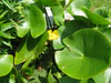 Nuphar pumilum1.jpg
