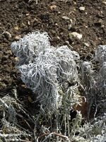 Onosma polyphylla (Boragnaceae) (1).jpg