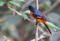 Orange Minivet, Ganeshgudi, 28 FEB 2016, Vimal Rajyaguru.jpg