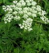 Pleurospermum uralene.jpg