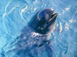 Pseudoorca Crassidens - False Killer Whale.jpg