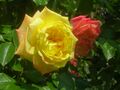 Rosa Banzai 1983.jpg