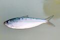 Sardinella gibbosa.jpg
