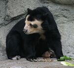 Spectacled Bear - Houston Zoo.jpg