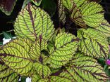 Starr 070906-8700 Solenostemon scutellarioides.jpg