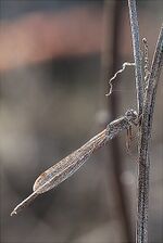 Sympecma paedisca.jpg